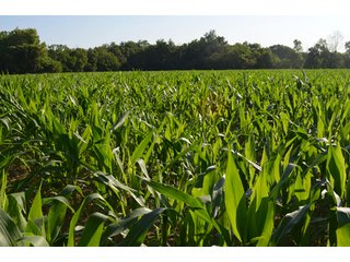 Property photo 29 - 64 Acre Farm Offered in 4 Tracts or in Combinations - Real Estate Auction